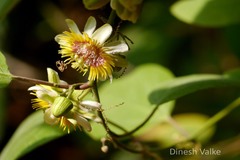 Passiflora holosericea